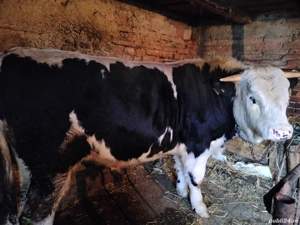 Vand taur  - imagine 2