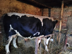 Vand taur  - imagine 3