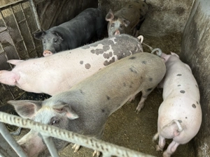 Porci de carne 110 180kg - imagine 2