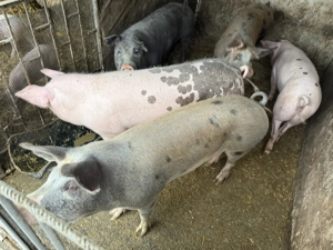 Porci de carne 110 180kg