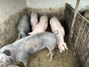 Porci de carne 110 180kg - imagine 4