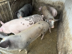 Porci de carne 110 180kg - imagine 5