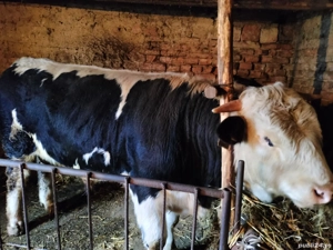 Vand taur  - imagine 5