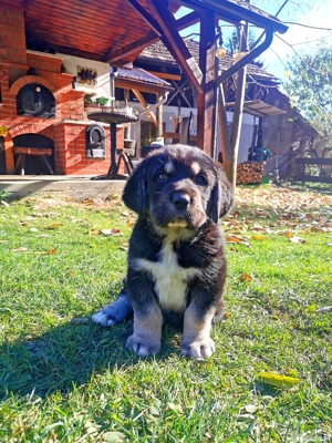 Femelă ciobănesc de asia centrală cu pedigree  - imagine 2