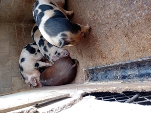 porci de vanzare - imagine 2