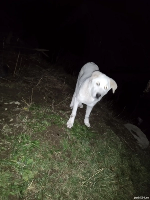 Vand cățel  - imagine 3