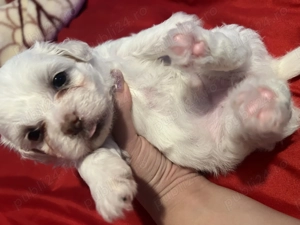 Fetiță duminică o lună și o săptămână Bichon maltez 