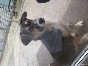 Donez catelusa lup,6 luni - imagine 4