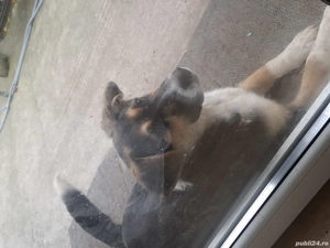 Donez catelusa lup,6 luni - imagine 2