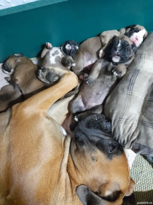 pui boxer german gold - imagine 5