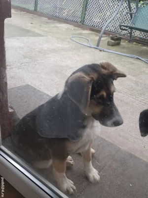 Donez catelusa lup,6 luni - imagine 3