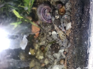 Melci asolene spixi si de substrat