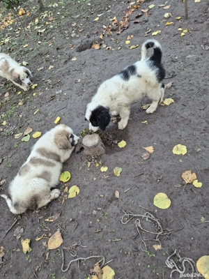 Ciobănești de Bucovina