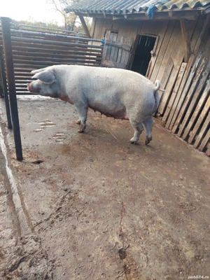 Purcea de vanzare - imagine 3