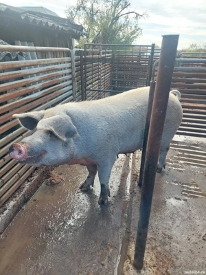 Purcea de vanzare - imagine 2