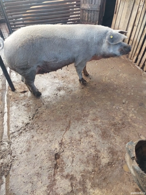 Purcea de vanzare - imagine 5