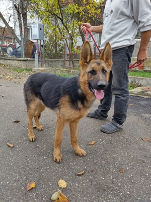 Mascul Ciobanesc german 