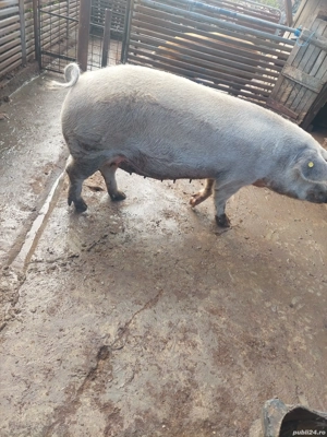 Purcea de vanzare - imagine 4