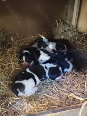 Beagle  cățeluși drăguți  - imagine 2