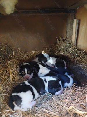 Beagle  cățeluși drăguți 