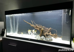 Acvariu Juwel Rio 240 litri - imagine 3
