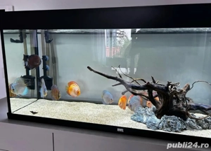 Acvariu Juwel Rio 240 litri - imagine 2