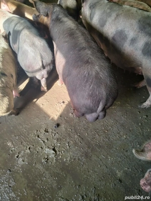 vier de vanzare - imagine 4