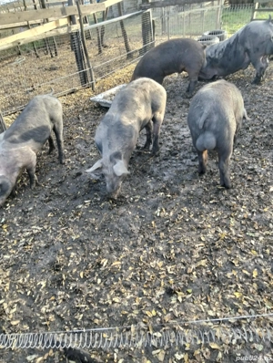 vier de vanzare - imagine 5