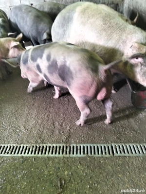 vier de vanzare - imagine 2