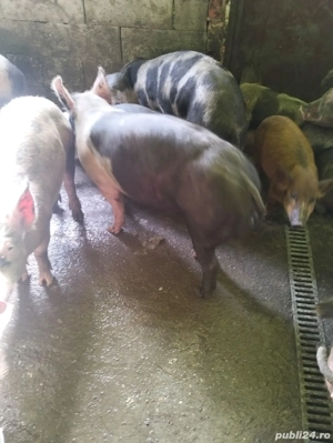 vier de vanzare - imagine 3