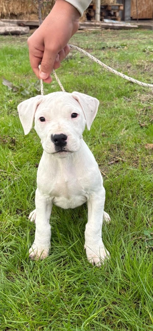 Dog argentinian femela 