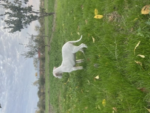 Dog argentinian femela  - imagine 3