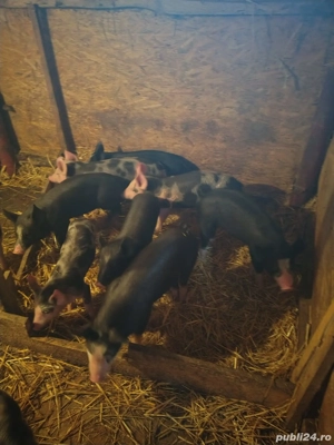 Vand purcei - imagine 3