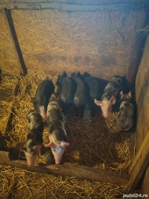 Vand purcei - imagine 4