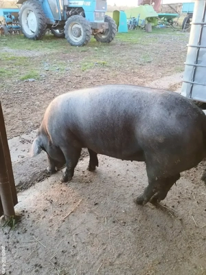 porci de vânzare  - imagine 2