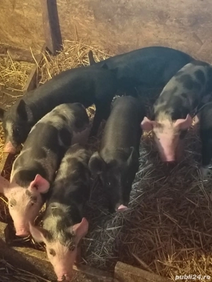 Vand purcei - imagine 2