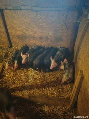 Vand purcei - imagine 5