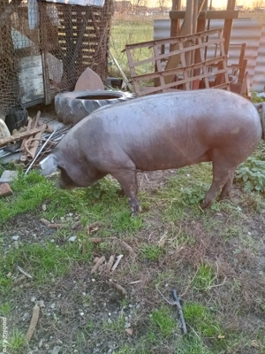 porci de vânzare  - imagine 3