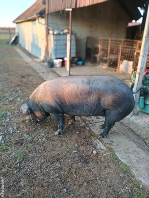 porci de vânzare  - imagine 5