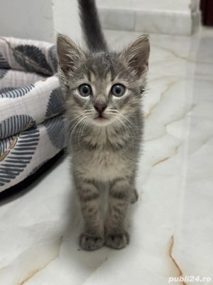 Puiuț Albastru de Rusia 