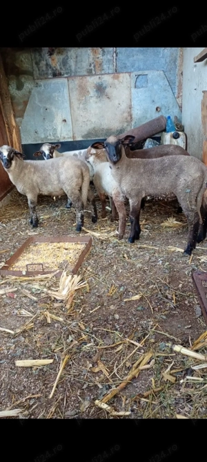 Miei 18 25 kg - imagine 2