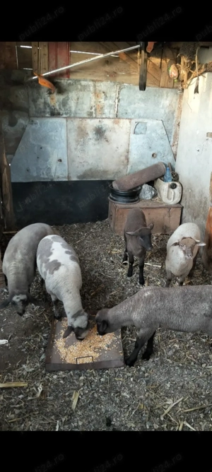 Miei 18 25 kg - imagine 3