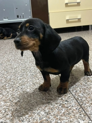 Catei teckel - imagine 2