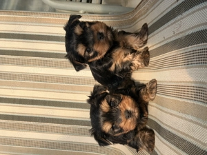 Pui yorkshire terrier  - imagine 2