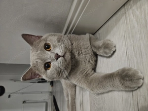 Motan British Shorthair Lilac disponibil pentru întâlniri  - imagine 3