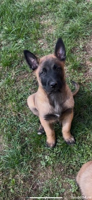 Ciobanesc Belgian Malinois Rasa Pura Pitesti - imagine 2