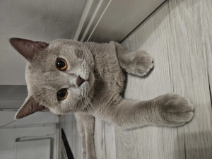 Motan British Shorthair Lilac disponibil pentru întâlniri  - imagine 2