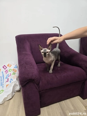 Pisica rasa Sphinx Disponibile - imagine 2