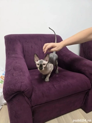 Pisica rasa Sphinx Disponibile