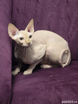 Pisica rasa Sphinx Disponibile - imagine 3